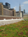 Green Roof in Manhattan - Wade McGillis